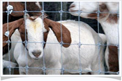 長春草原圍欄網